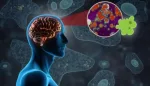 الأميبا آكلة الدماغ: أسبابها وأعراضها والوقاية منها