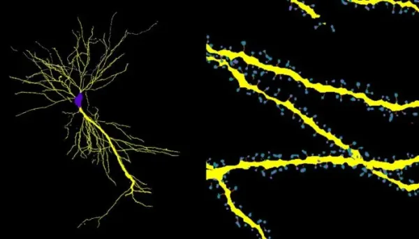 برنامج ذكاء اصطناعي لتحليل خلايا الدماغ