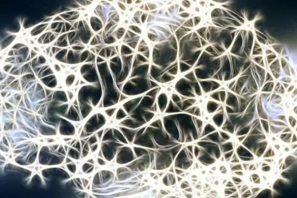 اكتشف كيف نجح علماء جامعة كاليفورنيا في تطوير نسيج دماغي صناعي متقدم بدون استخدام أي مكونات حيوانية، مما يفتح آفاقاً جديدة…