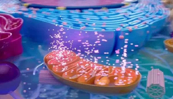أدوية تجريبية لتعزيز حرق السعرات الخلوية