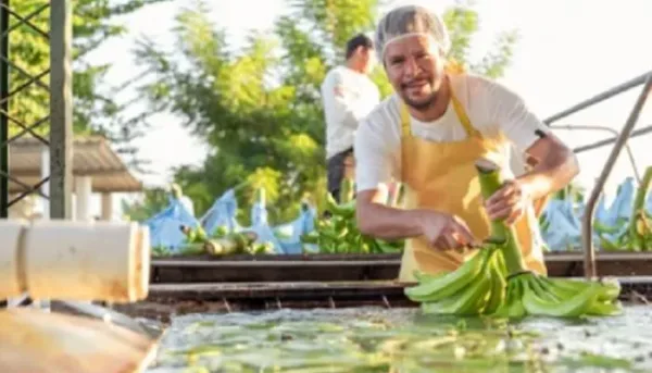 ماء الموز: حقيقته وفوائده المحتملة