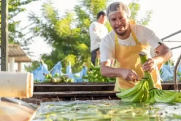 تقييم الخبراء لفوائد ماء الموز المحتملة كبديل نباتي للمشروبات الصحية.