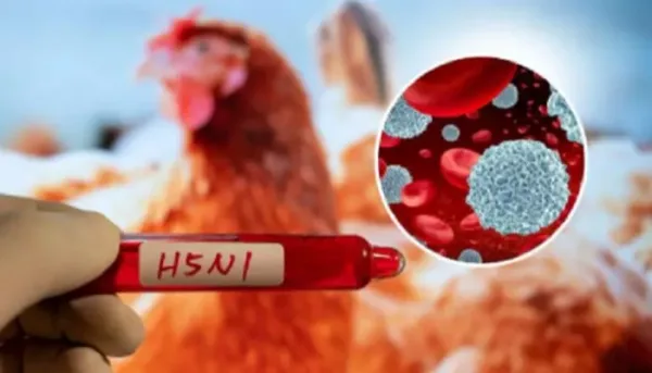 احتمال انتقال إنفلونزا الطيور H5N1 بين البشر وتداعياته