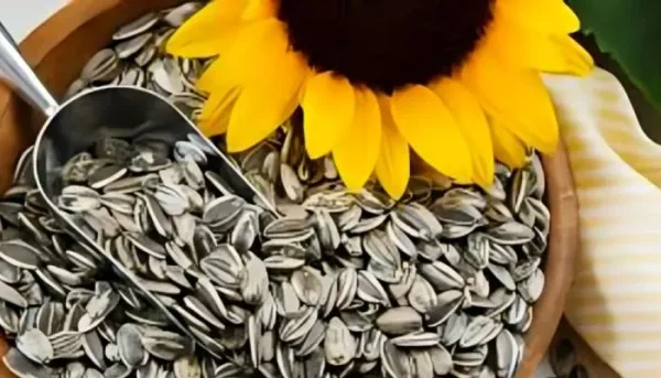 بذور دوار الشمس: مخاطر الكادميوم على الكلى