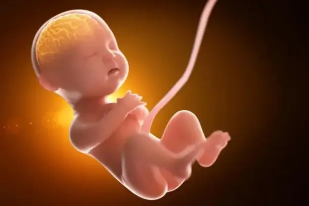 تأثير الملوثات الكيميائية الأبدية على مراحل نمو وتكوين وجه ورأس الجنين