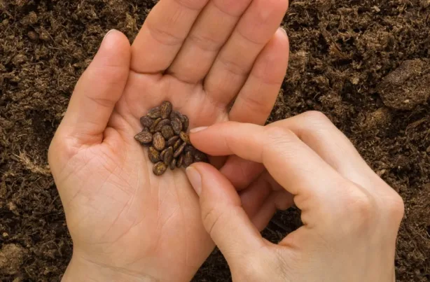 بذور غذائية مفيدة لمواجهة حرارة الصيف