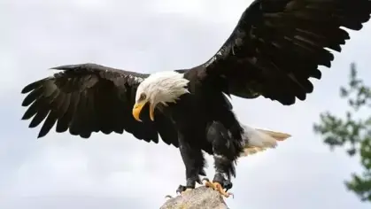 تفسير حلم النسر ودلالاته في المنام