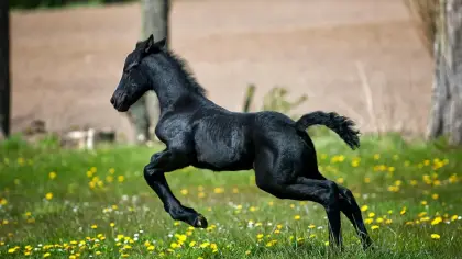 تفسير رؤية الحصان الأسود في الحلم