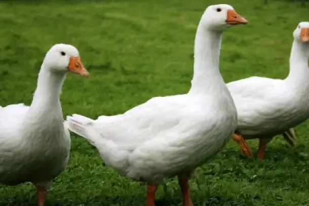 صورة توضيحية للمقال