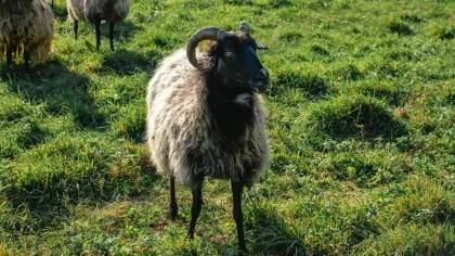 تفسير رؤية الخروف في المنام