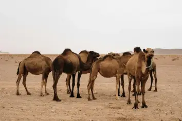 تفسير رؤية الإبل والجمال في المنام