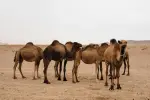 تفسير رؤية الإبل والجمال في المنام