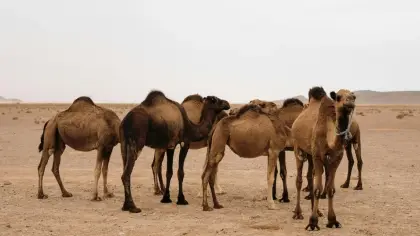 تفسير رؤية الإبل والجمال في المنام
