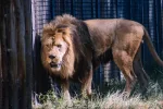 تفسير رؤية الأسد في المنزل بالمنام