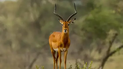 تفسير حلم الغزال في المنام