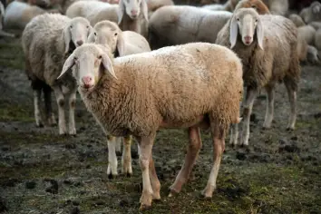 تفسير رؤية قطيع الغنم في المنام