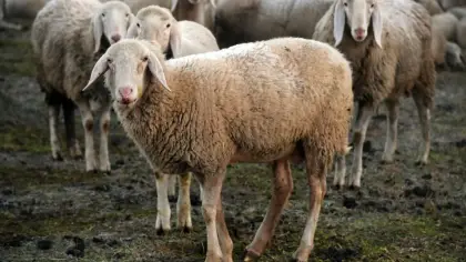 تفسير رؤية قطيع الغنم في المنام