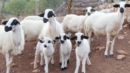 تفسير رؤية الغنم في المنام