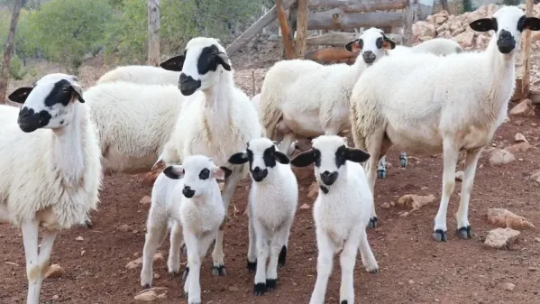 تفسير رؤية الغنم في المنام