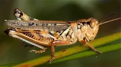 تفسير رؤية الجراد في المنام