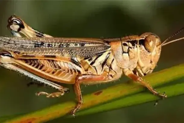 صورة توضيحية للمقال