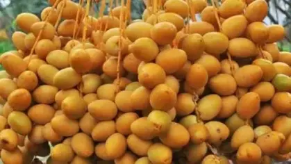 تفسير حلم البلح في المنام
