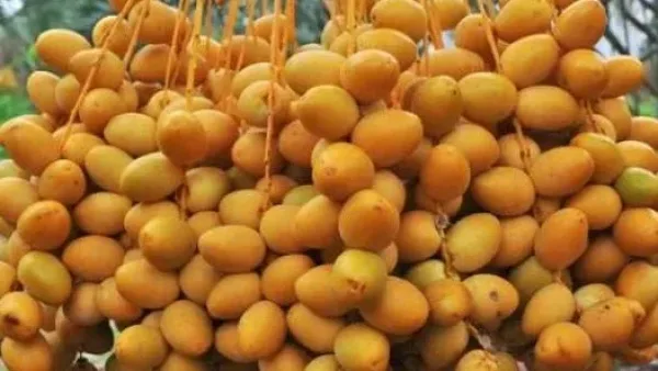 تفسير حلم البلح في المنام