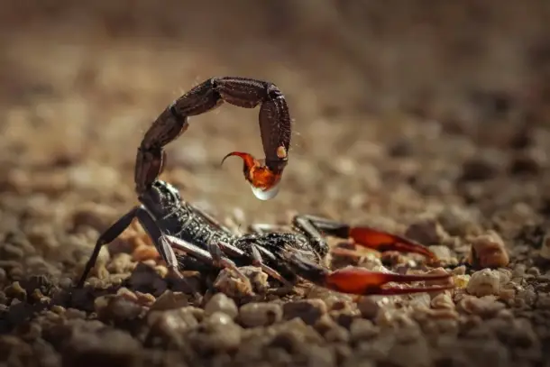 صورة توضيحية للمقال