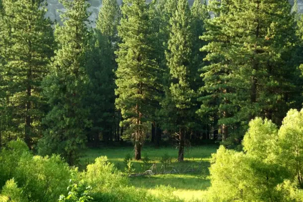 صورة توضيحية للمقال