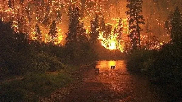 تفسير رؤية الحريق دون أذى في المنام