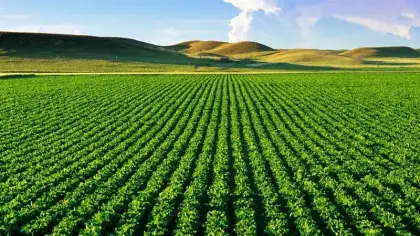 تفسير رؤية الزرع في المنام