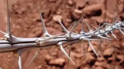 تفسير رؤية المشي على الشوك في المنام