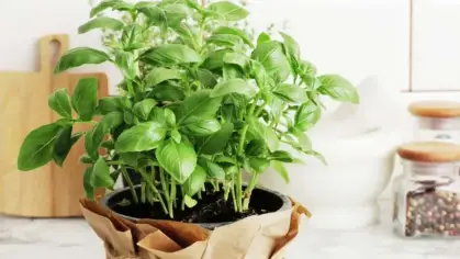 تفسير رؤية الريحان في المنام لابن سيرين والنابلسي