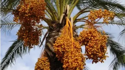تفسير رؤية قطف التمر من النخل في المنام