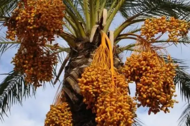 شرح معاني رؤية قطف التمر من النخل في الأحلام ودلالاته المختلفة للرجال والنساء.
