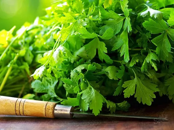 تفسير رؤية البقدونس في المنام ودلالاته المختلفة