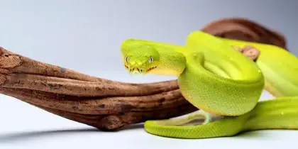 تفسير حلم الثعبان في المنام