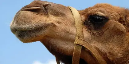 تفسير رؤية الجمل في المنام لابن سيرين والنابلسي
