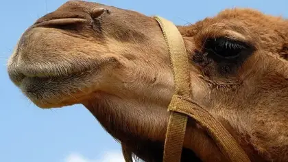 تفسير رؤية الجمل في المنام لابن سيرين والنابلسي