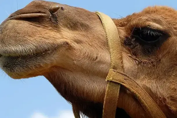 صورة توضيحية للمقال