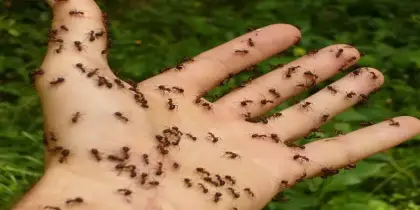 تفسير رؤية النمل في المنام