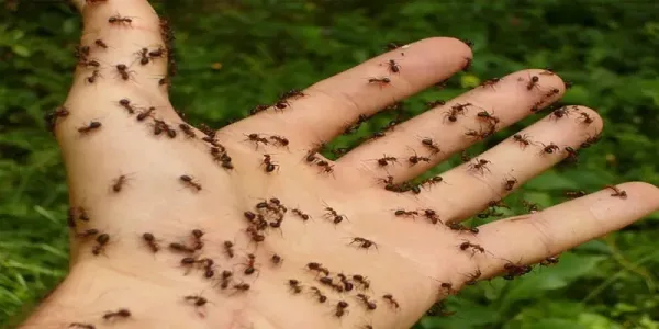 تفسير رؤية النمل في المنام