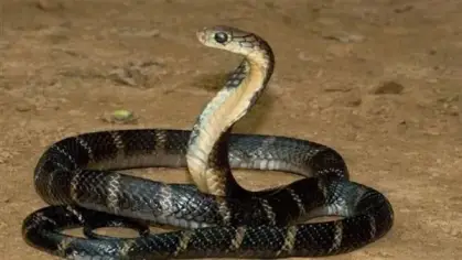 تفسير رؤية الثعبان في المنام ودلالاته المتنوعة