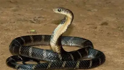 تفسير رؤية الثعبان في المنام ودلالاته المتنوعة