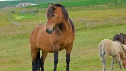 تفسير رؤية الخيل في المنام: رمز القوة والنجاح