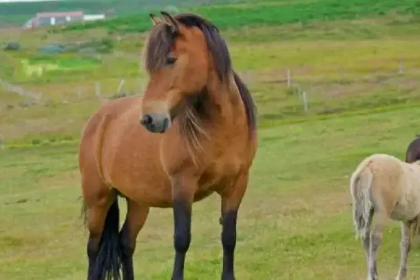 اكتشف معاني رؤية الخيل في المنام كرمز للقوة والعزة والنجاح في الحياة، وتعرف على دلالاتها المختلفة للعزباء والمتزوجة والرجل.
