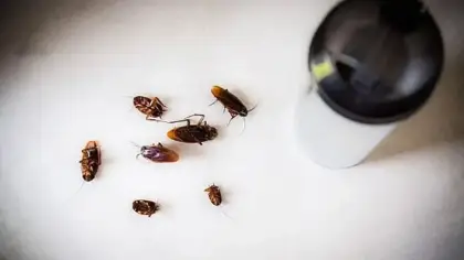 تفسير رؤية الصراصير في المنزل بالمنام