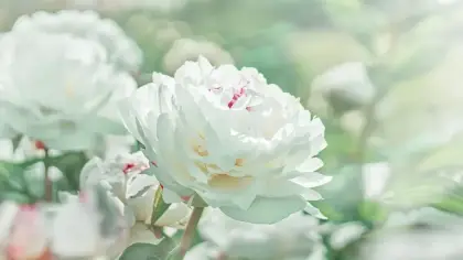 تفسير رؤية الورد الأبيض والأحمر في منام العزباء