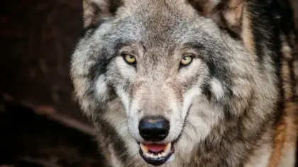 تفسير حلم الذئب في المنام وهجومه والهروب منه