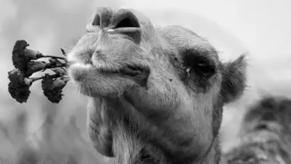 ماذا تعني رؤية الجمل في المنام؟